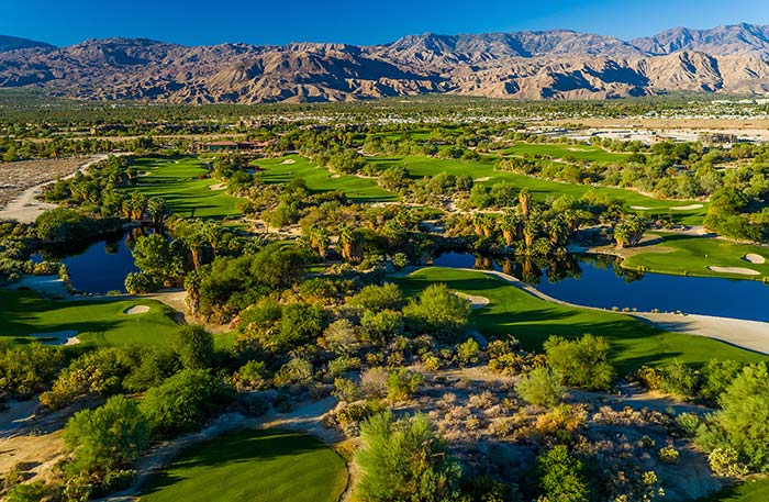 Desert Willows 